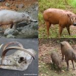 Dr.Abdul Haris Mustari Perkenalkan Babirusa Yang Memodifikasi Taring Menjadi “Tanduk”