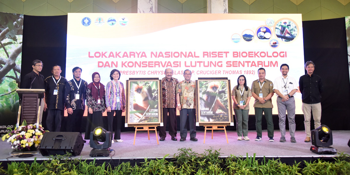 Kolaborasi MBKM, Mahasiswa Terlibat Riset Bioekologi dan Konservasi Lutung Sentarum