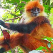 Hari Konvensi CITES: Ini Upaya Konservasi yang dilakukan Peneliti IPB University