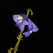 Ahli Konservasi Tumbuhan IPB University: Anggrek Biru Raja Ampat, Permata Langka yang Terancam Punah