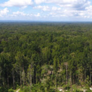Guru Besar Fahutan IPB University: Etnobotani di Papua Harus Jadi Dasar Pembangunan yang Berdaulat dan Berkelanjutan