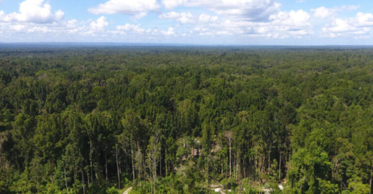 Guru Besar Fahutan IPB University: Etnobotani di Papua Harus Jadi Dasar Pembangunan yang Berdaulat dan Berkelanjutan