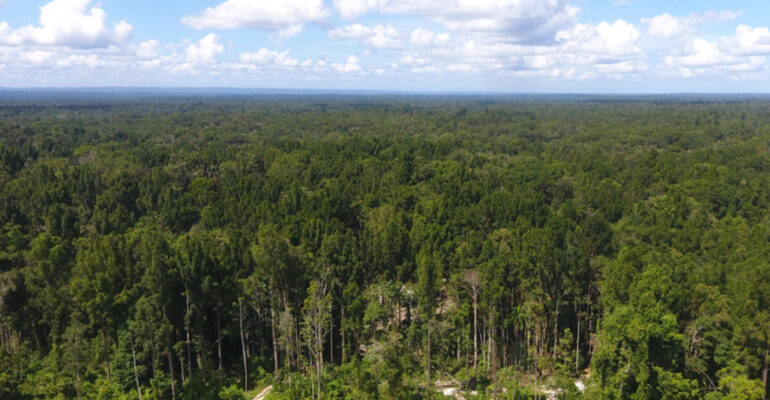 Guru Besar Fahutan IPB University: Etnobotani di Papua Harus Jadi Dasar Pembangunan yang Berdaulat dan Berkelanjutan