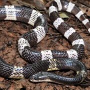 Ahli Ingatkan Bahaya Ular Weling yang Gigit Korban di Pekalongan Hingga Kondisi Kritis