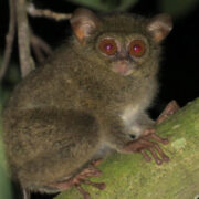 Pakar IPB University: Dari 15 Spesies Tarsius di Dunia, 14 Ada di Indonesia