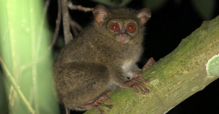 Pakar IPB University: Dari 15 Spesies Tarsius di Dunia, 14 Ada di Indonesia