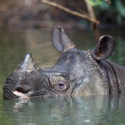 Ahli Konservasi IPB University: Badak Jawa, Kekayaan Hayati Indonesia Satu-Satunya di Dunia