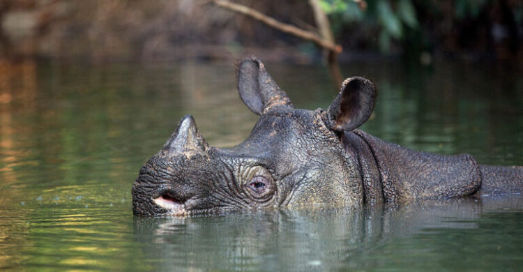 Ahli Konservasi IPB University: Badak Jawa, Kekayaan Hayati Indonesia Satu-Satunya di Dunia