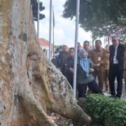 Pemprov Banten Gandeng Ahli IPB Cek Pohon Tua Demi Keselamatan Warga