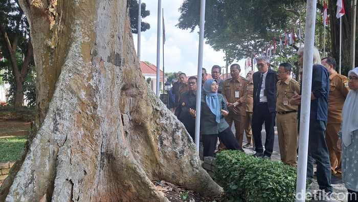 Pemprov Banten Gandeng Ahli IPB Cek Pohon Tua Demi Keselamatan Warga