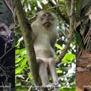 IPB University Dihuni 23 Spesies Mamalia, Dari Bajing Kelapa hingga Landak Jawa