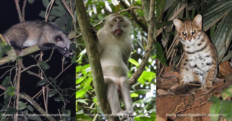 IPB University Dihuni 23 Spesies Mamalia, Dari Bajing Kelapa hingga Landak Jawa